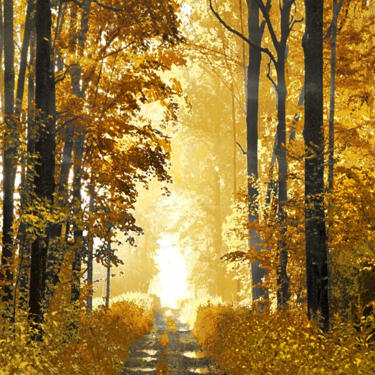 Sunlit Forest I Poster Print by Derek Scott # DST113311